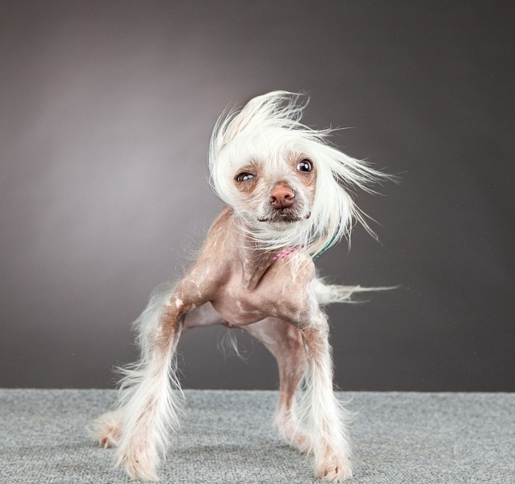 Пёсики поднимающие настроение от Carli Davidson 