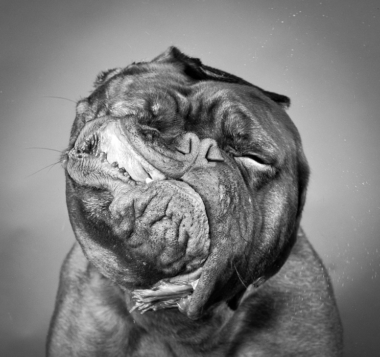 Пёсики поднимающие настроение от Carli Davidson 