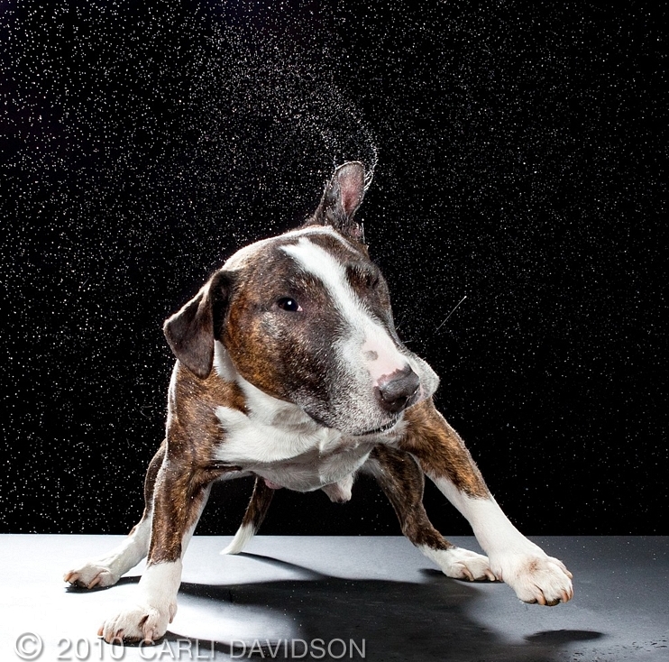 Пёсики поднимающие настроение от Carli Davidson 