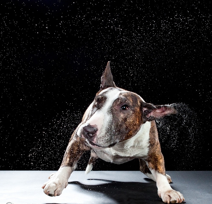 Пёсики поднимающие настроение от Carli Davidson 