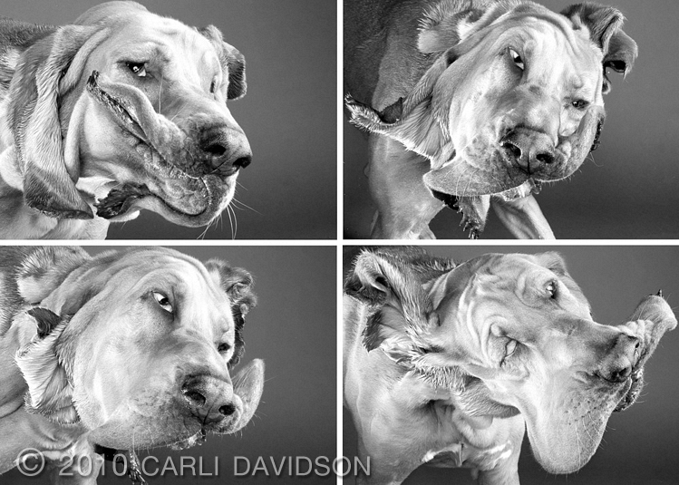 Пёсики поднимающие настроение от Carli Davidson 