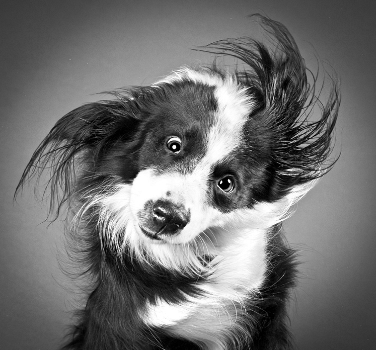 Пёсики поднимающие настроение от Carli Davidson 