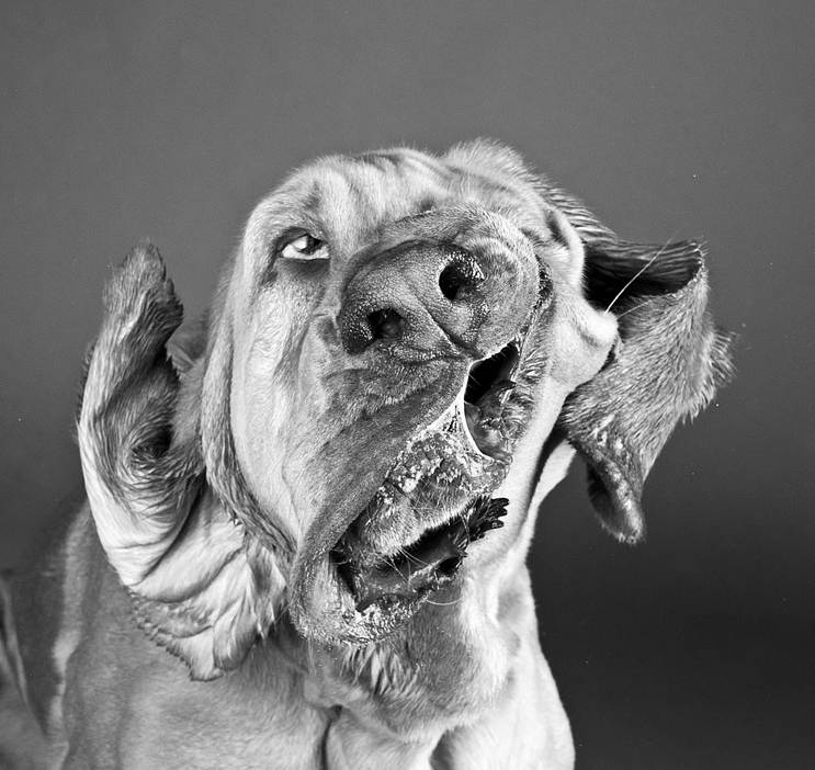 Пёсики поднимающие настроение от Carli Davidson 