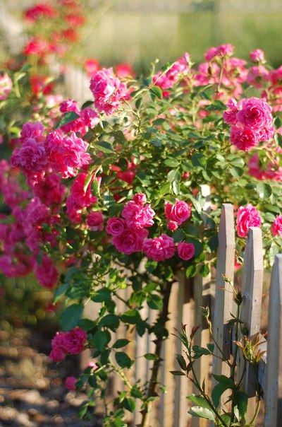 Сочная подборка летних фотографий