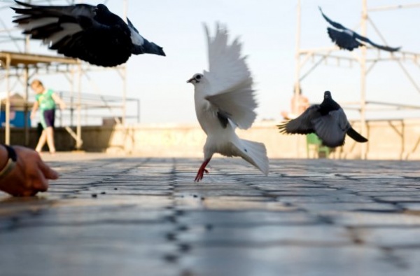 Стоп-кадр Стоп-кадр, в нужный момент,