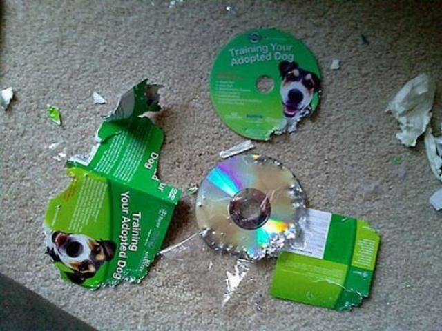 Шкодные , непослушные , гадости животных