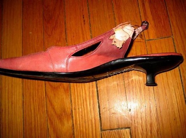 Шкодные , непослушные , гадости животных