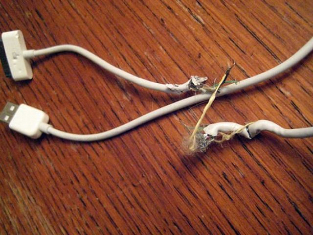 Шкодные , непослушные , гадости животных