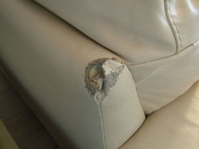 Шкодные , непослушные , гадости животных