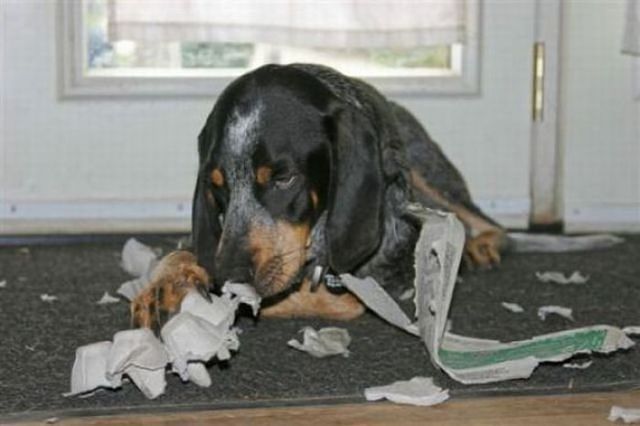 Шкодные , непослушные , гадости животных