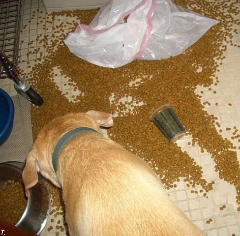 Шкодные , непослушные , гадости животных