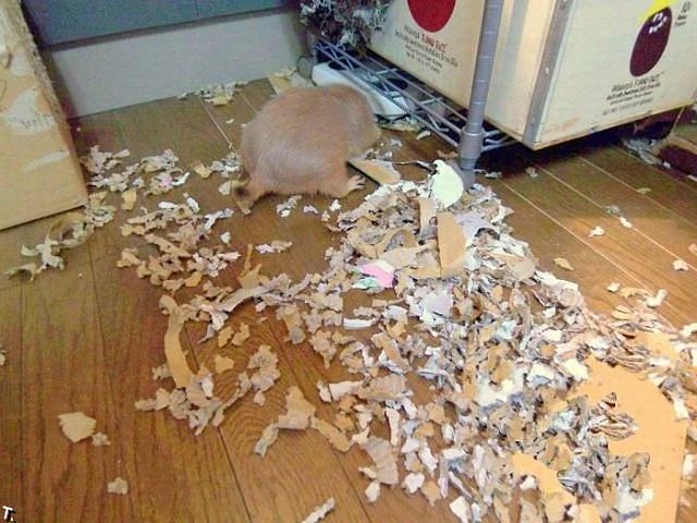 Шкодные , непослушные , гадости животных