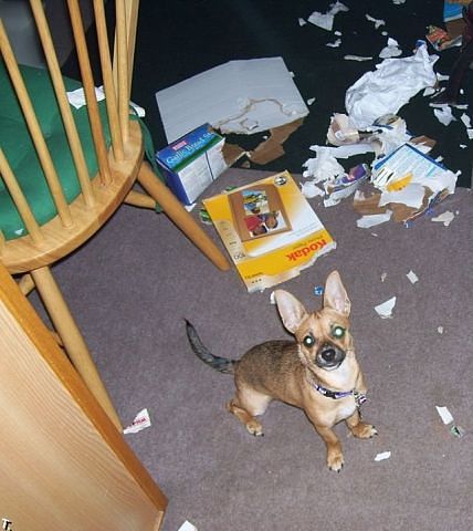 Шкодные , непослушные , гадости животных