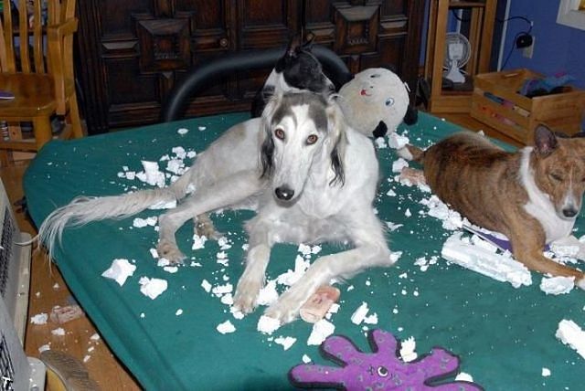 Шкодные , непослушные , гадости животных