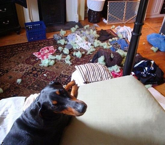 Шкодные , непослушные , гадости животных