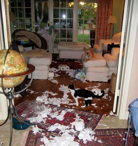 Шкодные , непослушные , гадости животных