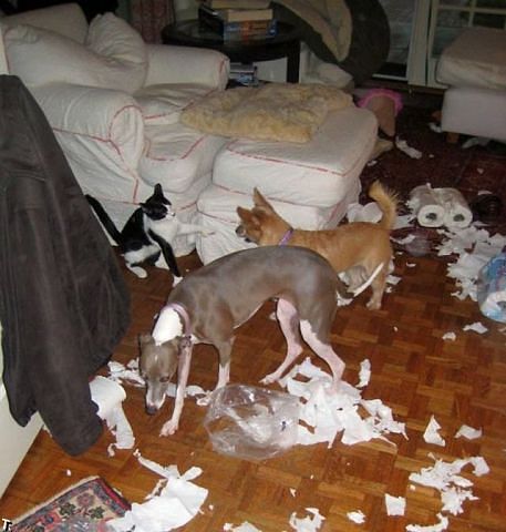 Шкодные , непослушные , гадости животных