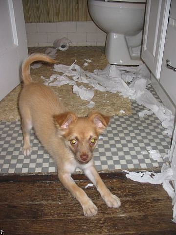 Шкодные , непослушные , гадости животных