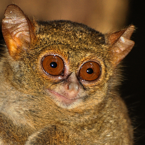 Долгопят или тарсиер Долгопят или тарсиер