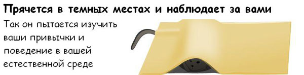 Забавные небылицы. Как определить,что ваш кот хочет вас убить?