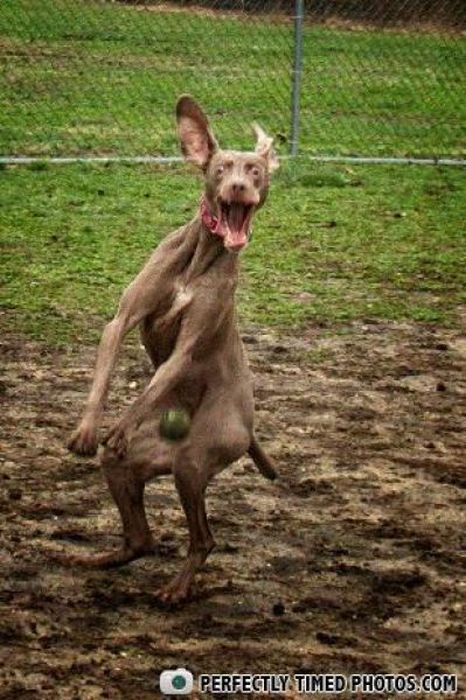 Поймай кадр, в нужный момент