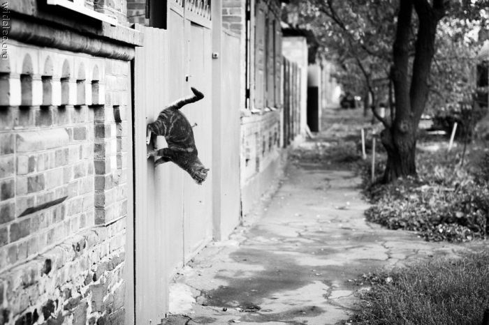 Поймай кадр, в нужный момент