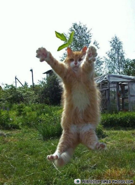 Поймай кадр, в нужный момент