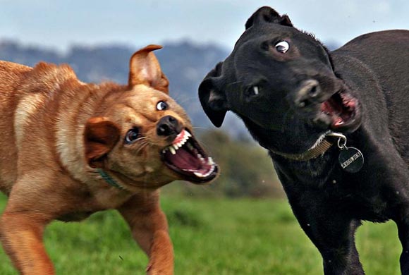 Поймай кадр, в нужный момент