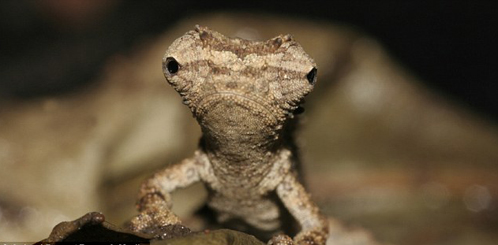 Меньше зверя в мире нет! Самыы маленькие животные