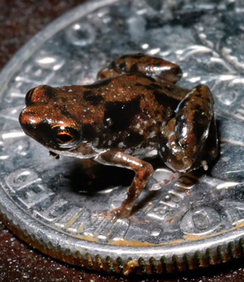 Меньше зверя в мире нет! Самыы маленькие животные