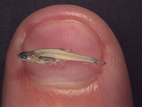 Меньше зверя в мире нет! Самыы маленькие животные