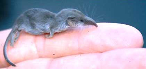 Меньше зверя в мире нет! Самыы маленькие животные