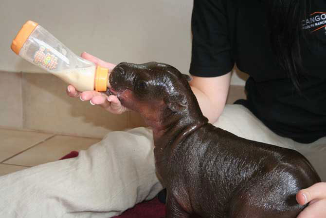 Бегемотенок Гарри Бегемотенок Гарри