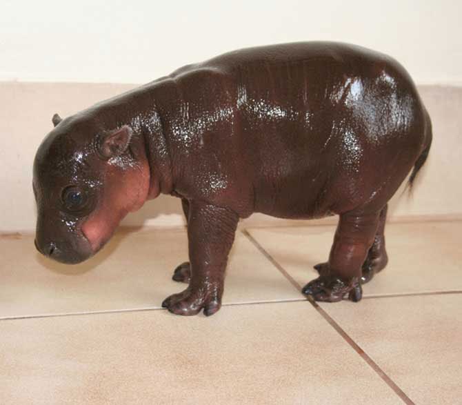 Бегемотенок Гарри Бегемотенок Гарри