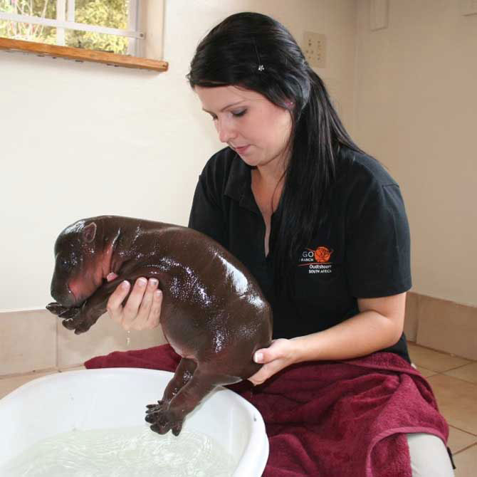 Бегемотенок Гарри Бегемотенок Гарри