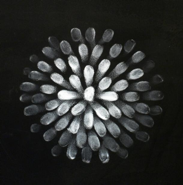 Картины нарисованные отпечатками пальцев от Джудит Браун Картины нарисованные отпечатками пальцев от Джудит Браун