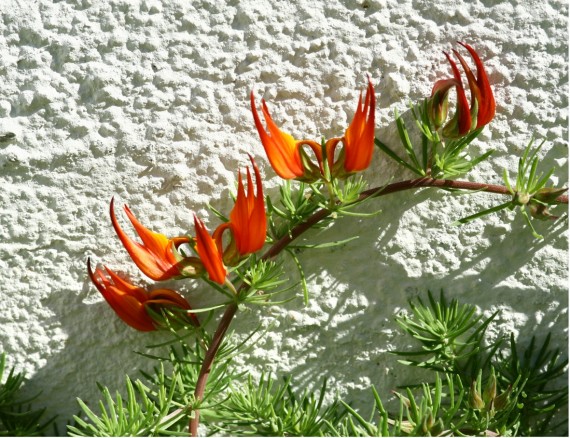 Самые редкие цветы на Земле