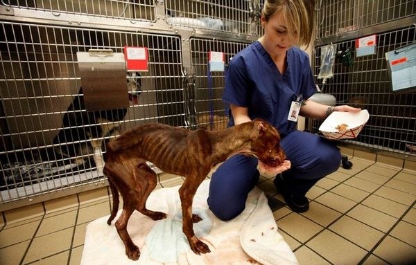 Спасение питбуля Патрика