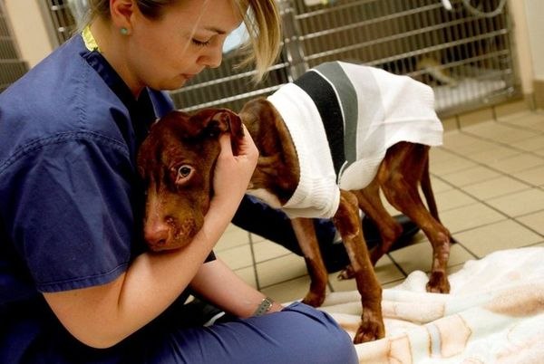 Спасение питбуля Патрика