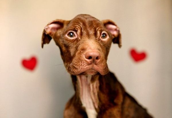 Спасение питбуля Патрика