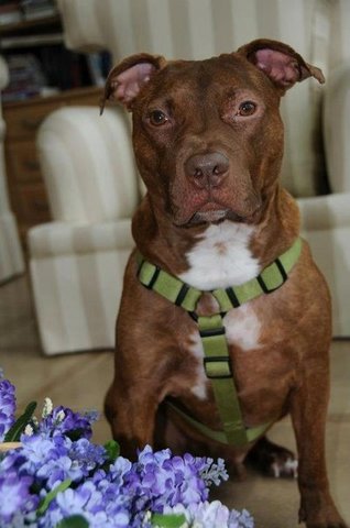 Спасение питбуля Патрика