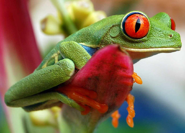 Кислотная лягушка