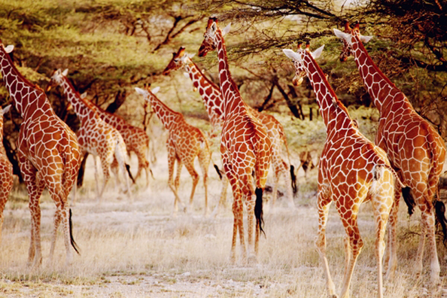 Репортаж из Кении