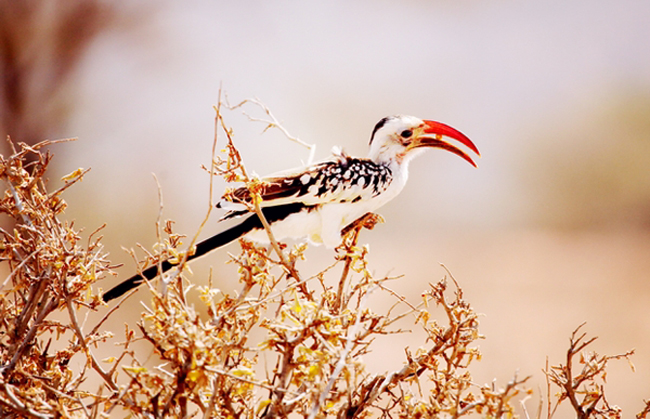 Репортаж из Кении