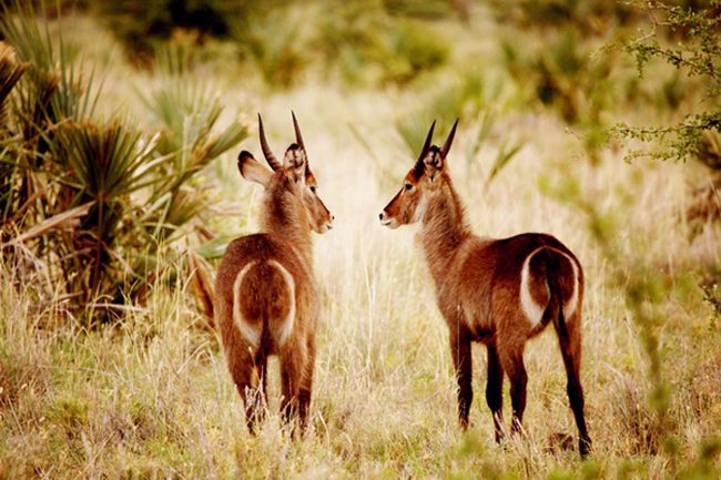 Репортаж из Кении