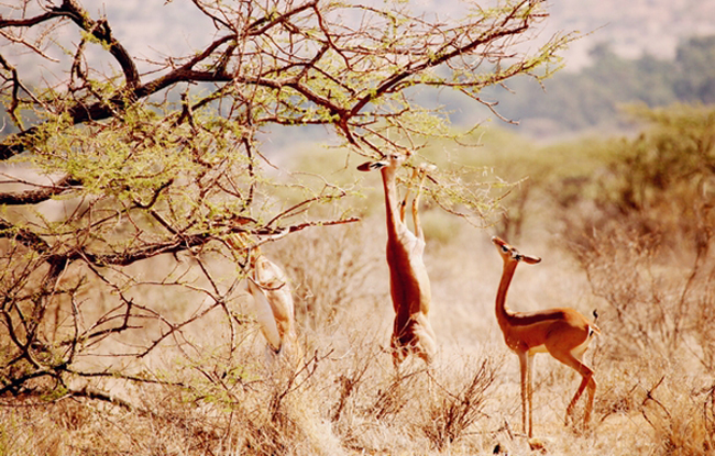 Репортаж из Кении