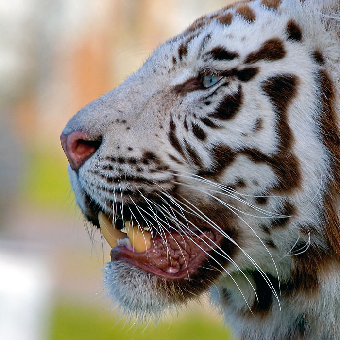 Белые тигры Белые тигры