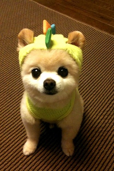 Плюшевое чудо - японский щенок Шунсуке