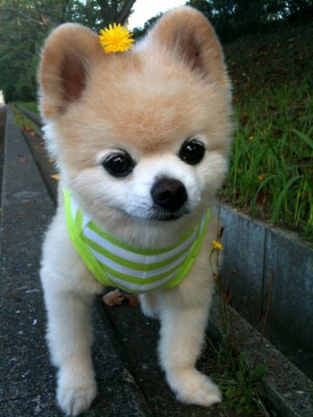 Плюшевое чудо - японский щенок Шунсуке