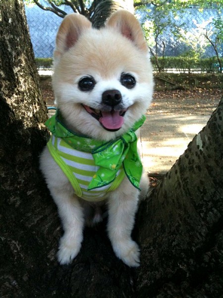 Плюшевое чудо - японский щенок Шунсуке